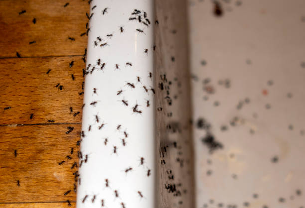 Etowah, TN Pest Control Company