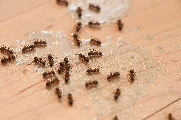 Best Wasp Removal Services  in Etowah, TN