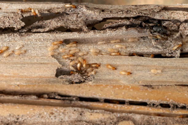 Best Commercial Pest Control Services  in Etowah, TN